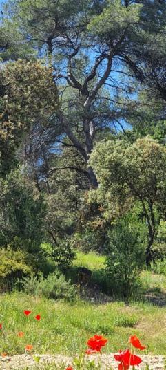 Saint-Esteve-Janson Les Bois De Zola Entre Provence Et Luberon 아파트 호텔 객실 사진